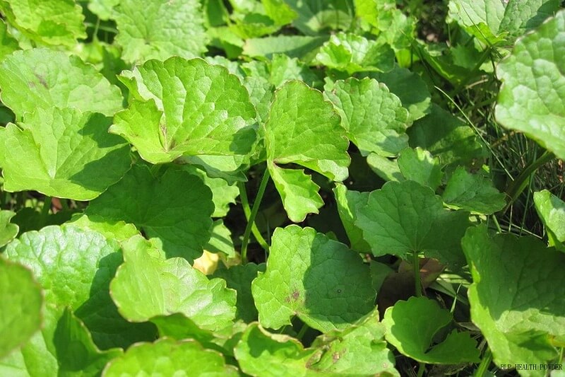 Asiaticoside packaging