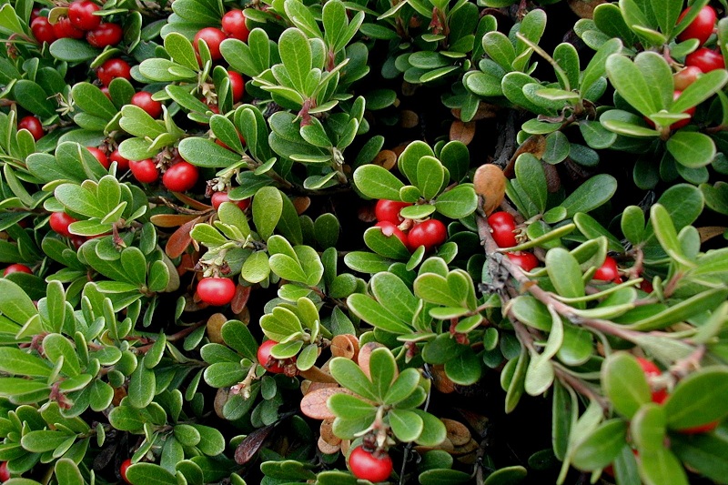 Bearberry Extract packaging