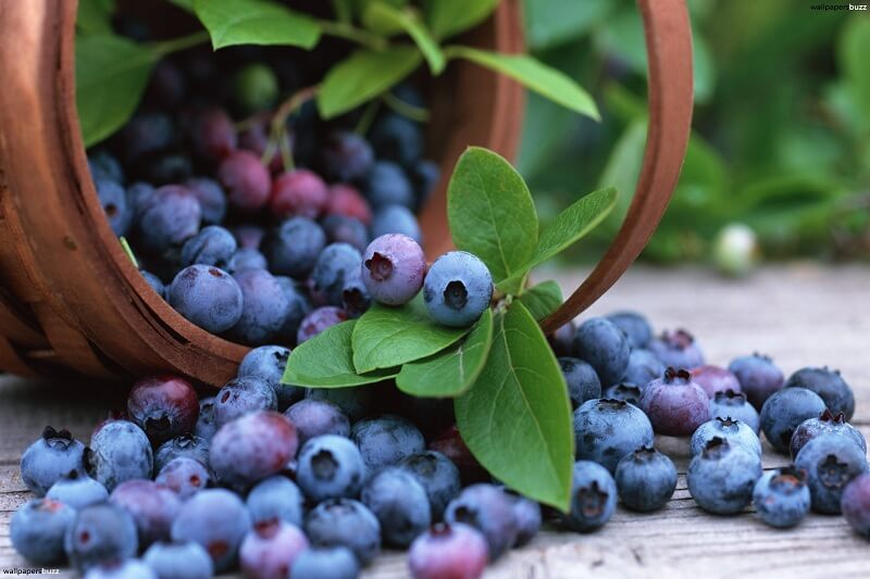 Bilberry Anthocyanins packaging