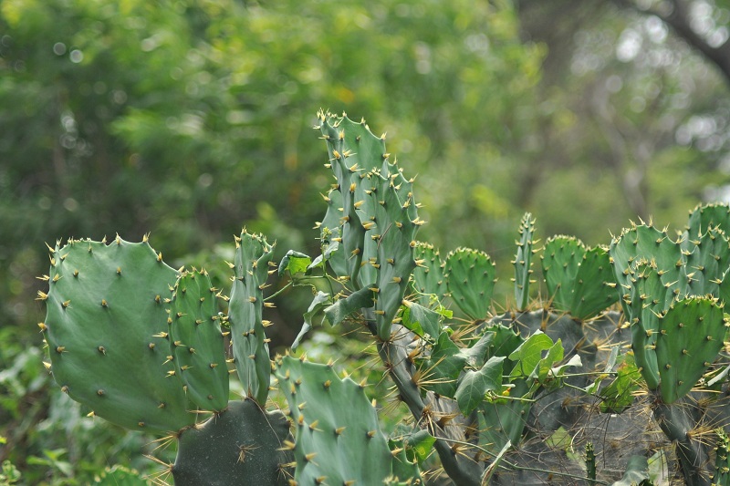 Cactus Extract packaging