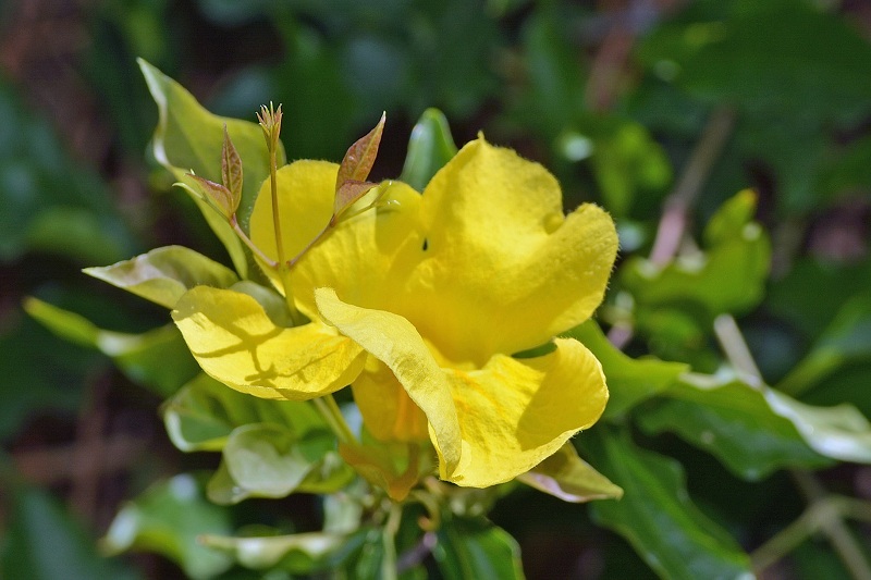 Cat Claw Extract packaging