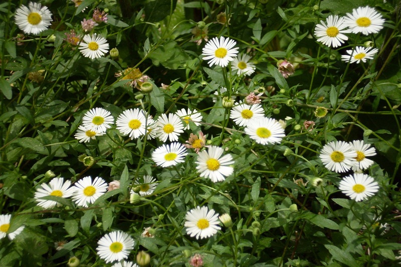 Chamomile Apigenin packaging