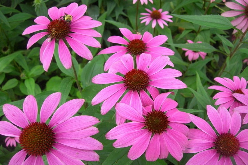 Echinacea Polyphenol packaging