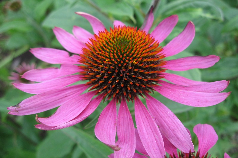 Echinacea Purpurea Extract packaging