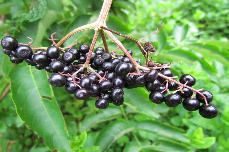 Elderberry Extract packaging