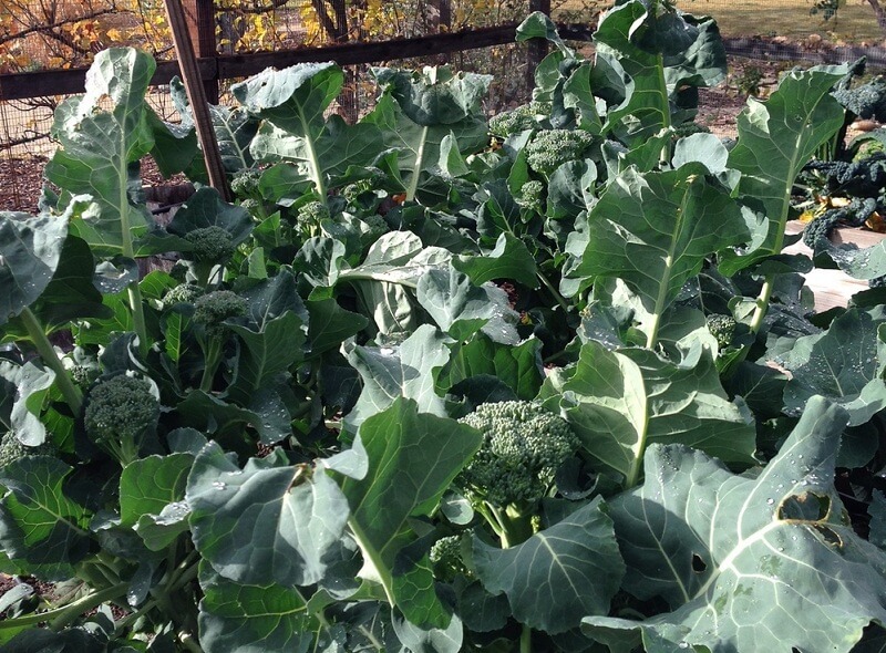 Kaempferol packaging