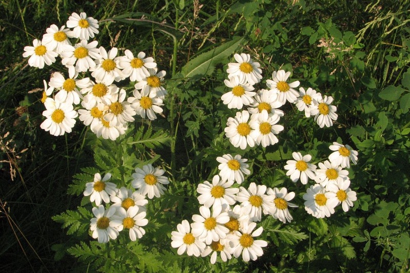 Pyrethrum Extract packaging