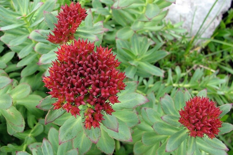 Rhodiola Rosea Extract packaging