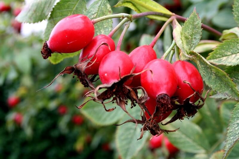 Rose Hip Extract packaging