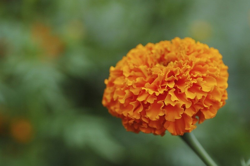 Zeaxanthin packaging