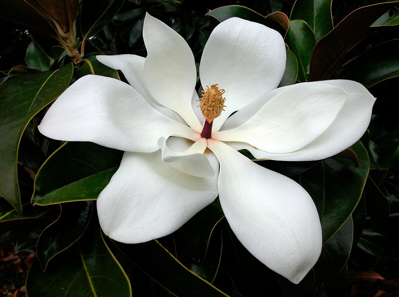 Where to buy Magnolia Extract at better price with good quality?