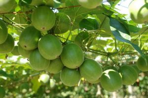 Monk fruit sweetener: Mogroside sweetener, Mogroside V